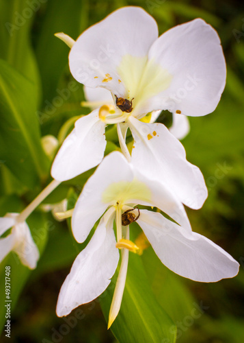 Two Beetles, in flowers photo