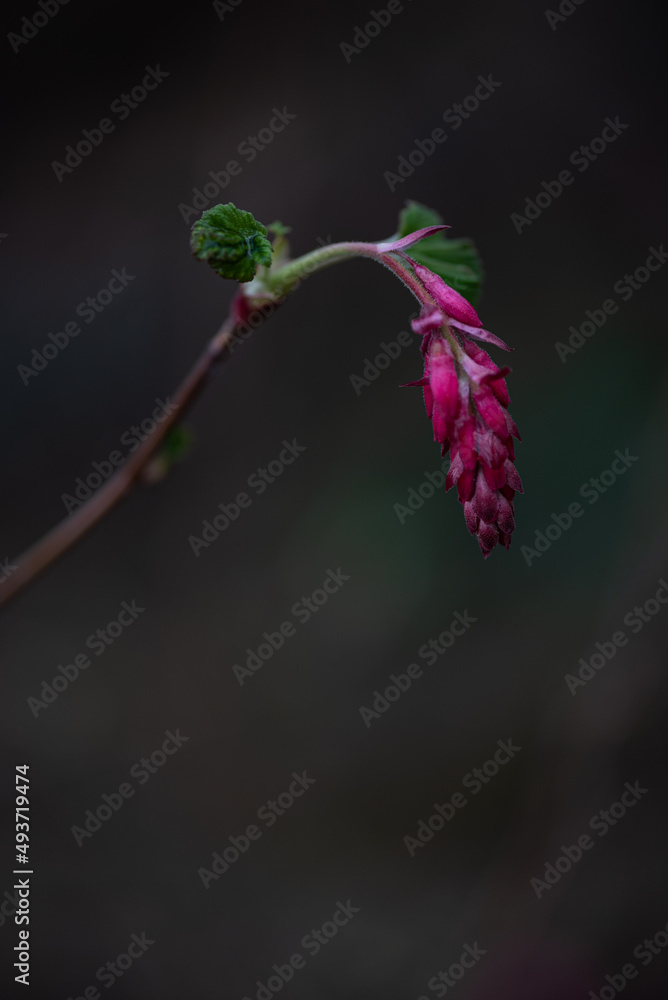 Fototapeta premium Vibrant purple pink spring wild flower in dark forest with copy space
