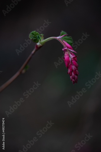 Vibrant purple pink spring wild flower in dark forest with copy space