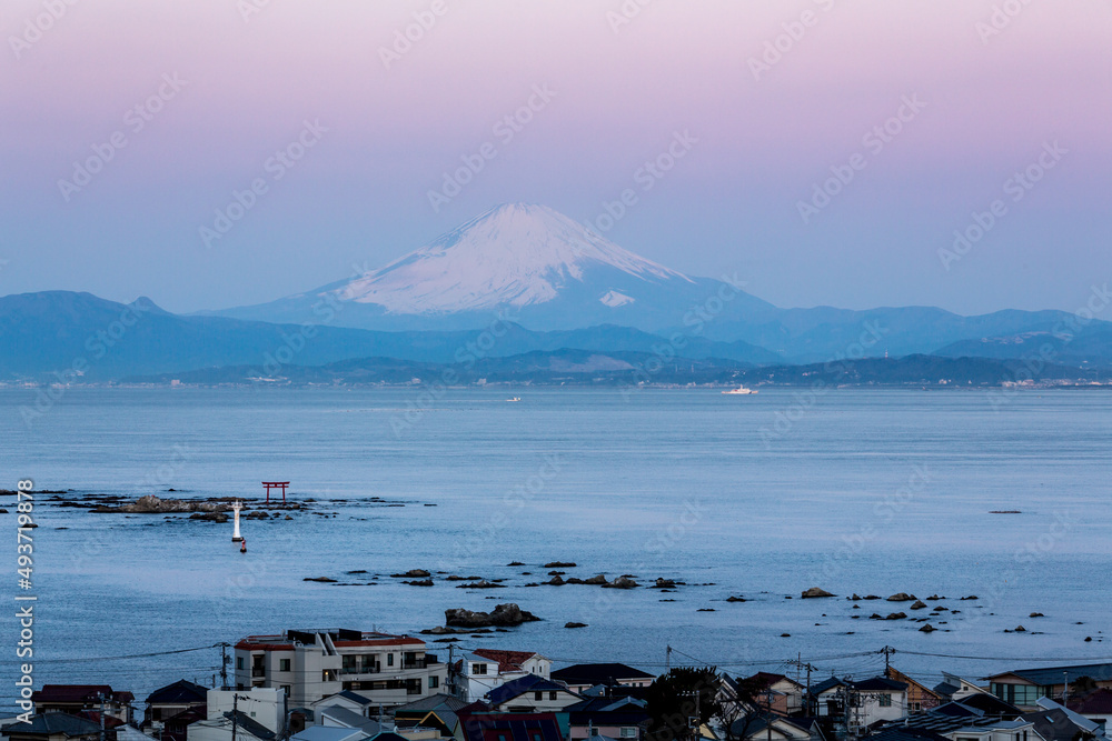 夜明けの葉山アジサイ公園から真名瀬海岸と紅富士を俯瞰