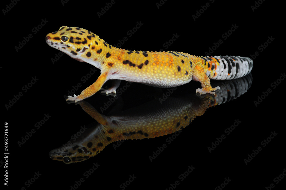 Obraz premium leopard gecko