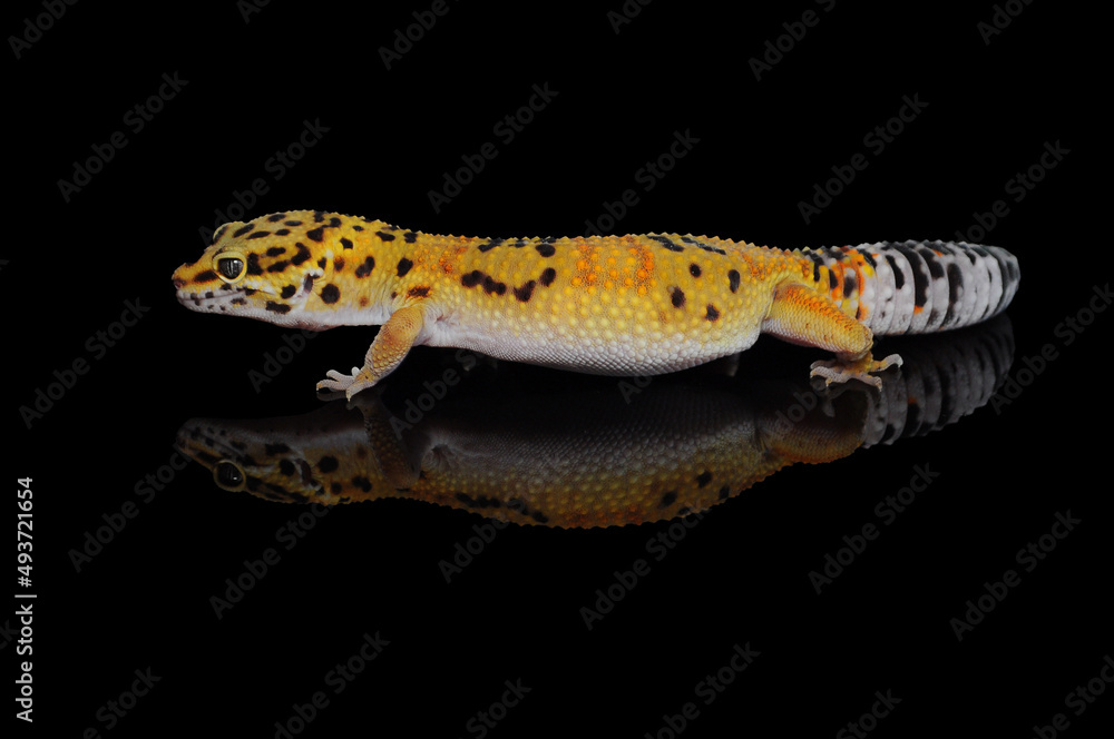 leopard gecko leopard gecko