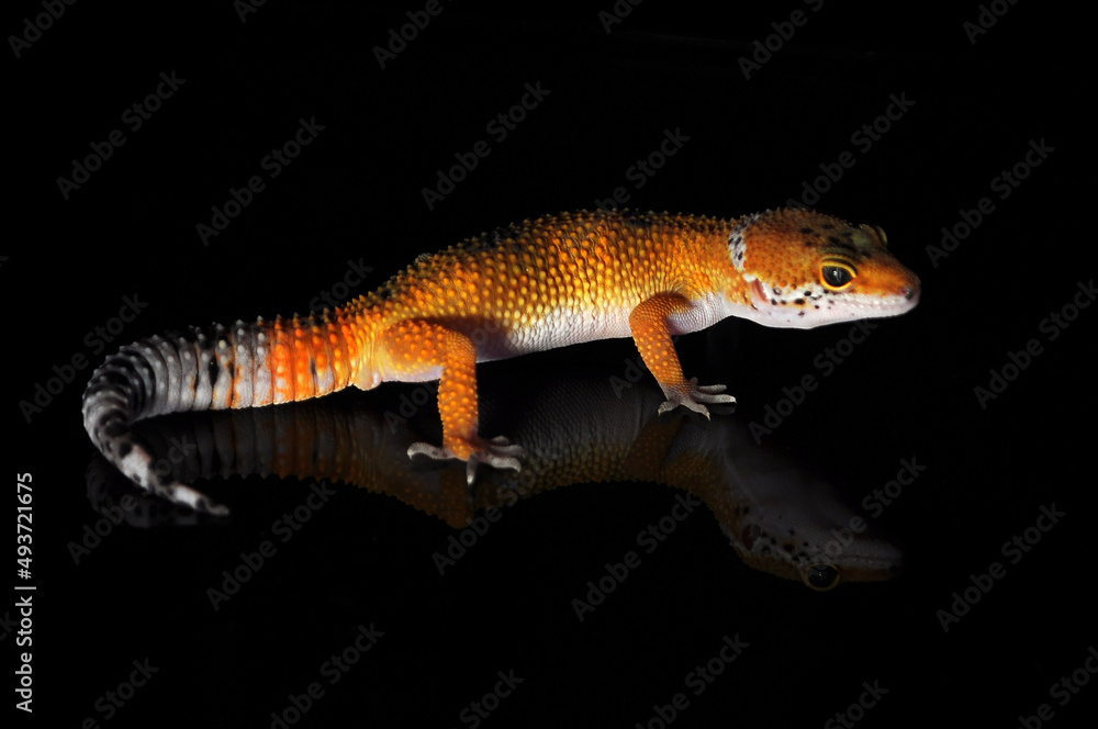Naklejka premium leopard gecko