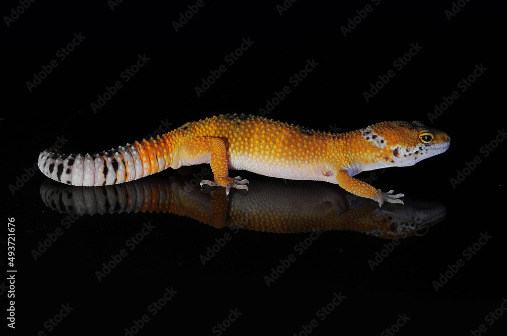 leopard gecko leopard gecko