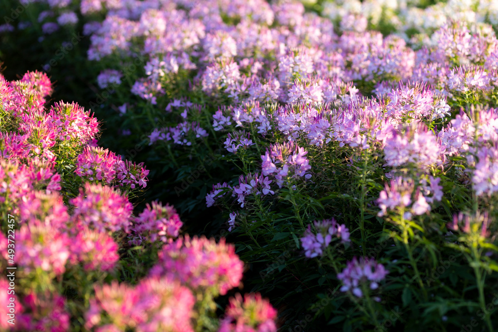 purple flowers in the field because of flowers beautiful full bloom The name of this flower is cleome sparkler lavender, grown on a farm in Thailand.
