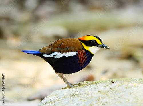 A male Banded Pitta (Pitta guajana), in nature, in Thailand photo