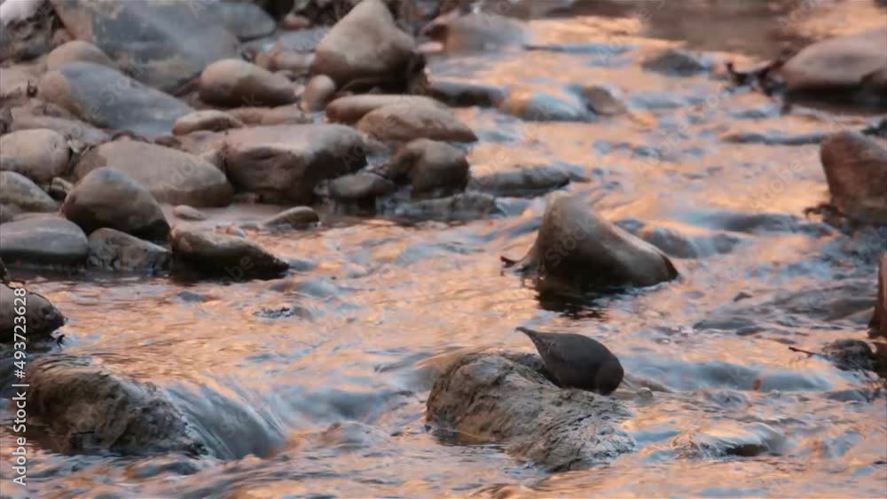 An American dipper bobs up and down and buries it's head in the water as it forages for aquatic insects in the Virgin river in Zion National park Utah. An American dipper bobs up and down and buries it's head in the water as it forages for aquatic insects in the Virgin river in Zion National park Utah.