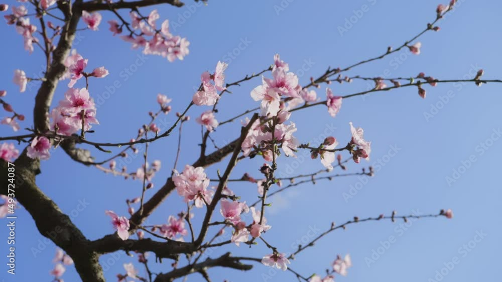 Lavishly blossoming flowers early in the spring mark the start of new life Lavishly blossoming flowers early in the spring mark the start of new life