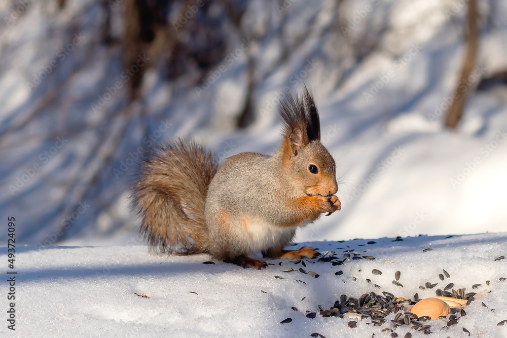 A fluffy cute squirrel in the winter forest sits on the snow eating seeds. A fluffy cute squirrel in the winter forest sits on the snow eating seeds.