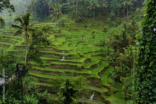 tropical jungle rice terrace