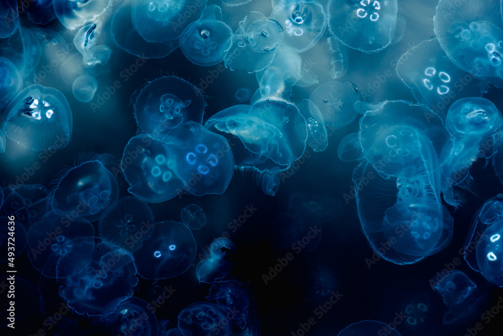 Many small jellyfish Aurelia aurita in Black sea. Crimea - obrazy, fototapety, plakaty 