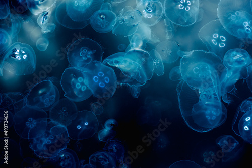 Tablou canvas Many small jellyfish Aurelia aurita in Black sea. Crimea