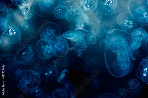 Obraz Many small jellyfish Aurelia aurita in Black sea. Crimea