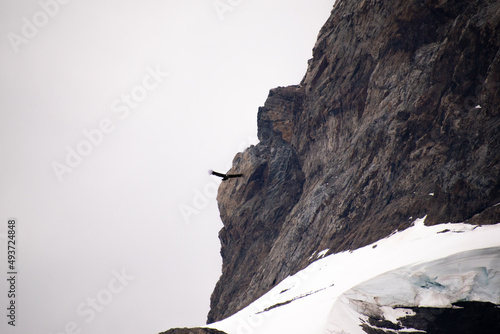 Chilean Cóndor bird flying in the mountains, Patagonia - Chile