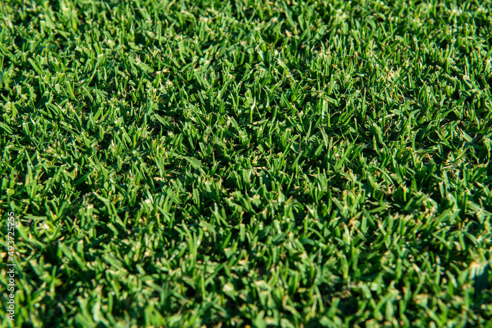 Grass Grass