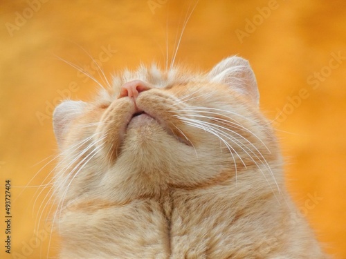 Canvas Print [Spain] Face of a red tabby cat seen from below (Granada)