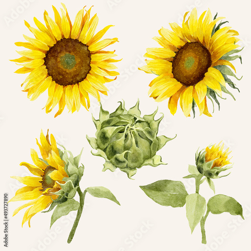 Watercolor Sunflowers Elements