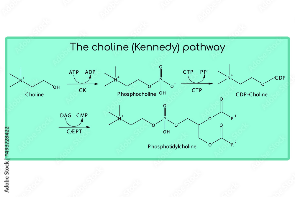 Molecular diagram of the choline (Kennedy) pathway - biosynthesis phosphatidylcholine from choline via the CTP enzyme. Endogenous metabolic path chemical transformation.