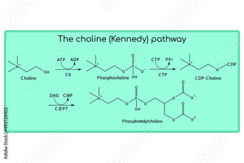 Molecular diagram of the choline (Kennedy) pathway - biosynthesis phosphatidylcholine from choline via the CTP enzyme. Endogenous metabolic path chemical transformation.