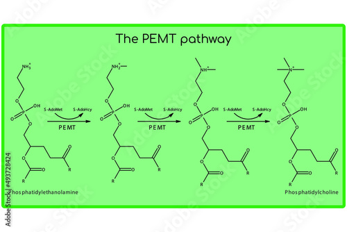Molecular diagram of PEMT pathway - biosynthesis of phosphatidylethanolamine to phosphatidylcholine via the PEMT enzyme. Endogenous metabolic path chemical transformation.