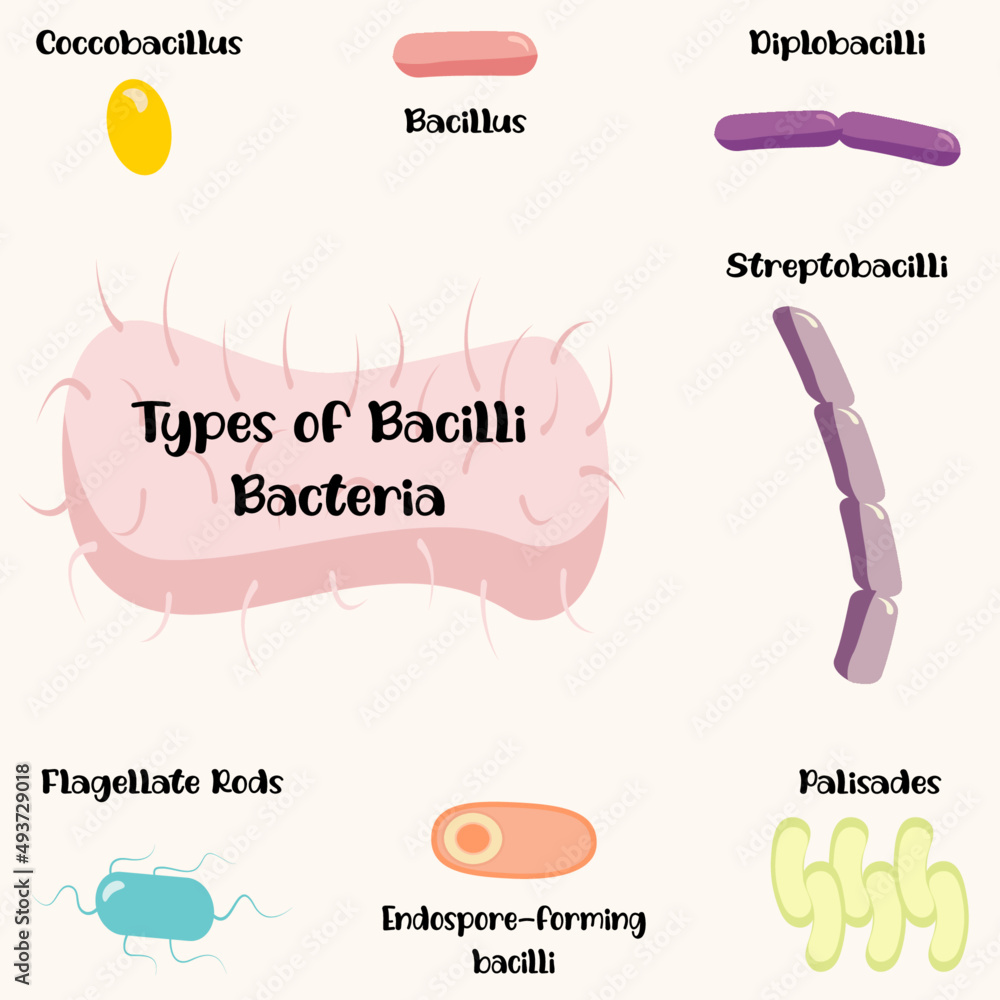 types of bacilli