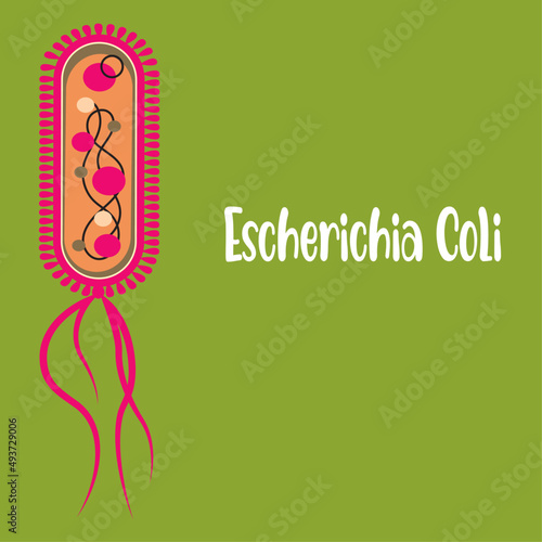 Illustration of Escherichia coli bacteria