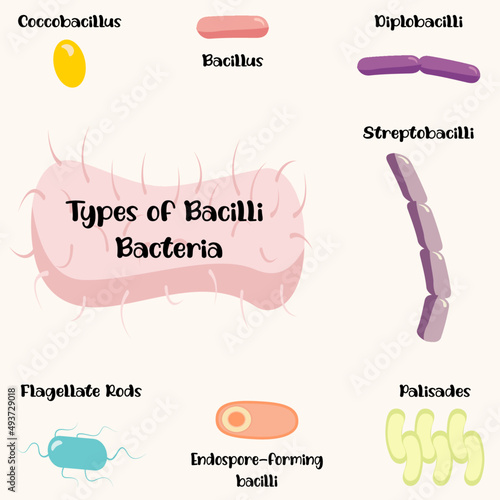 Types of Bacilli Bacteria photo
