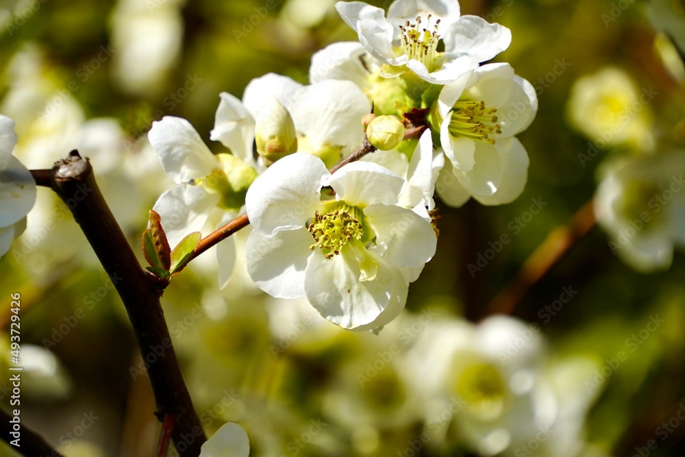 Obraz premium Beautiful white flowers in Japan
