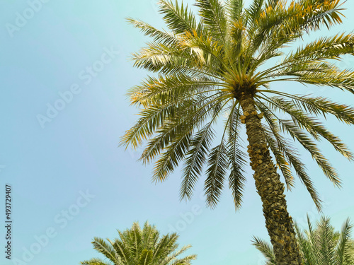 palm in oman