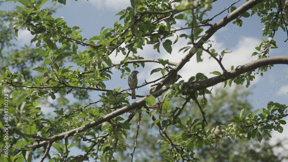 apple tree with small green apples on a branch apple tree with small green apples on a branch