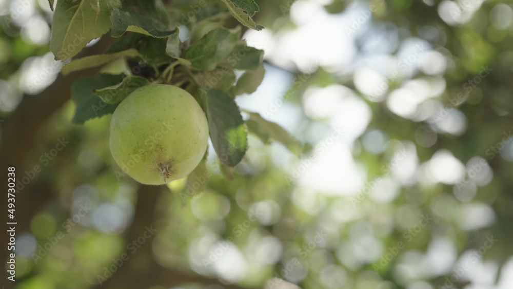 green apple on apple tree with sun peeking through leaves