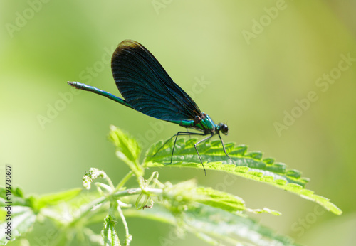 dragonfly with blue wings on a grass