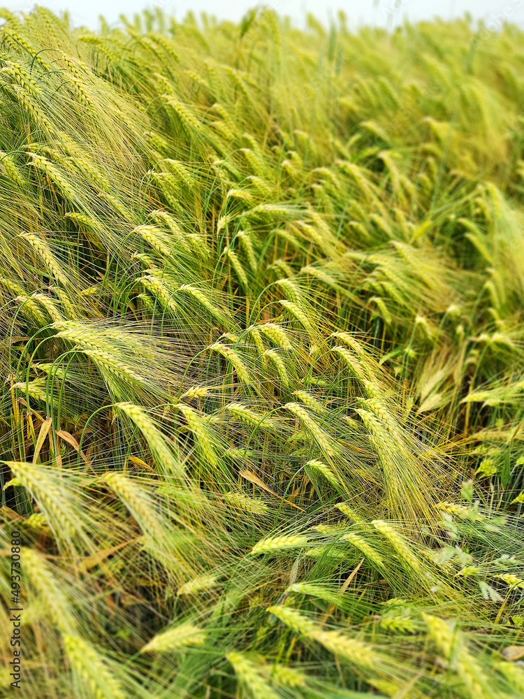 Green ears of wheat against cloudy sky. Green ears of wheat against cloudy sky.
