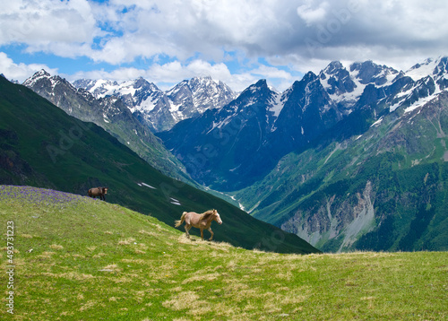 Running horses along the cliff. Galloping wild horses against the backdrop of mountains. Svaneti. Georgia.