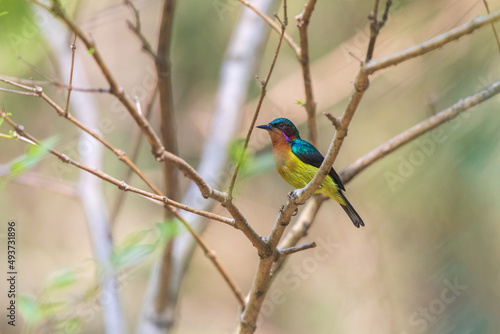 Ruby-cheeked sunbird (Chalcoparia singalensis) at Hijuli Forest, Nadia, West Bengal, India photo
