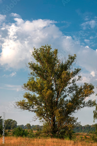 Big tree with romantic sky on summer sunrise. Beautiful clouds. Vertical view.