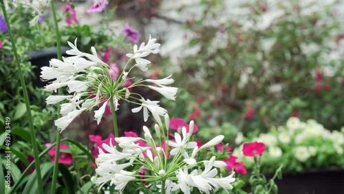 white African Lily flower decorating in garden. Agapanthus africanus