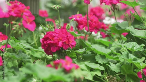 Wallpaper Mural blooming pink red geranium flower plant in botany garden park Torontodigital.ca