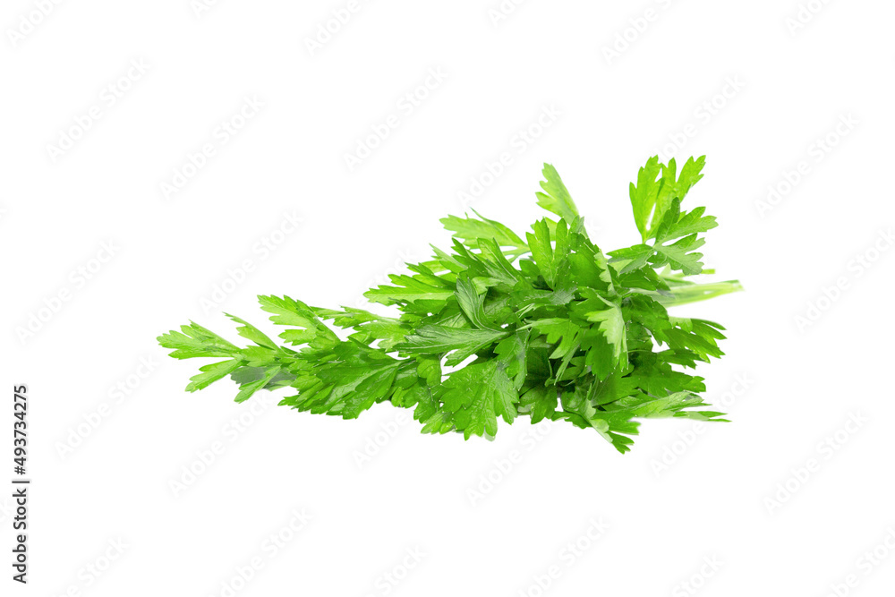 Fresh parsley bunch isolated on white background. Fresh parsley bunch isolated on white background.