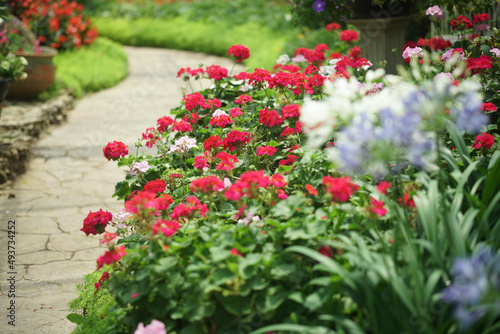 blooming geranium flower plant in garden park