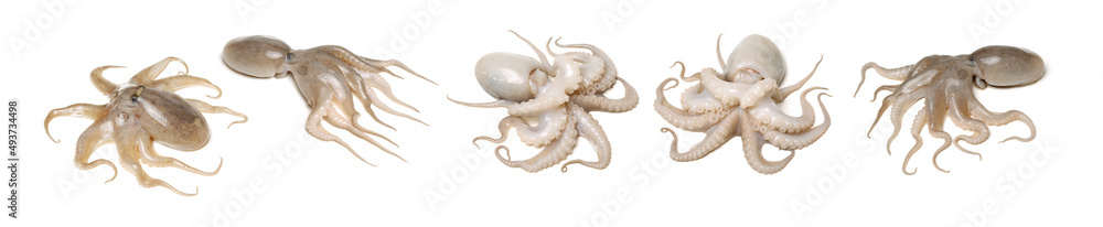 Fototapeta premium Octopus on white background