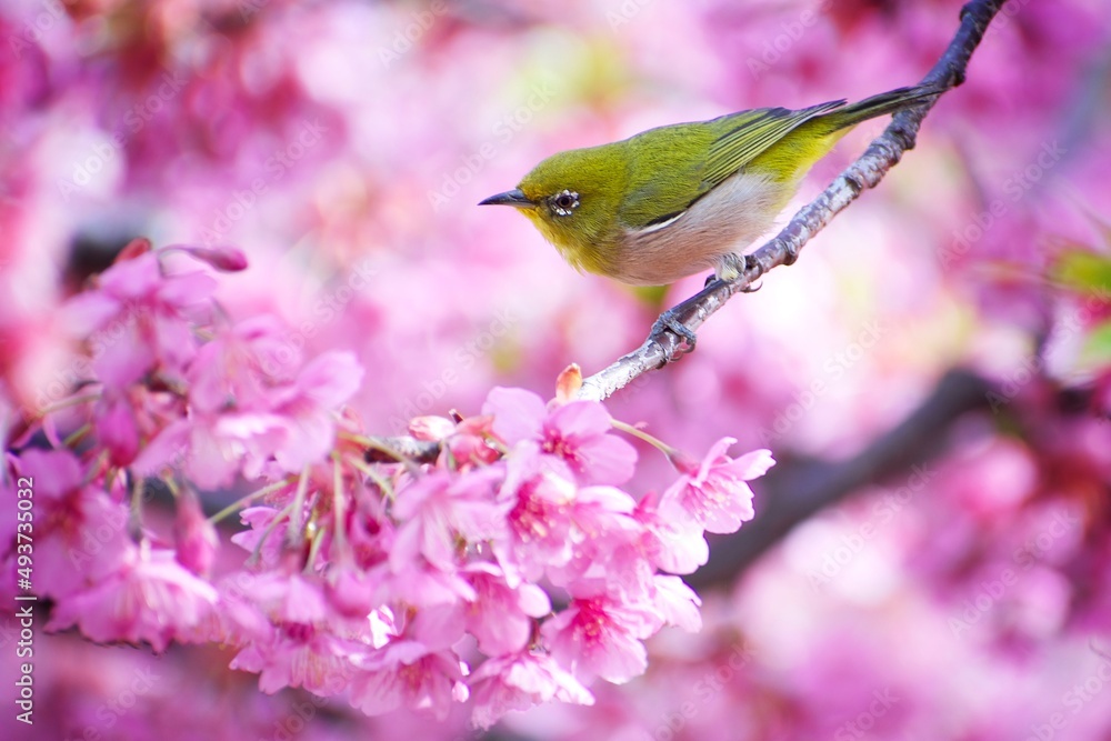 晴れた春　桜咲く木の枝に可愛い小鳥のメジロ