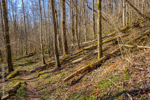 Spring feeling in a forest with a nature trail