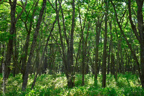 森の中の木々に太陽の光