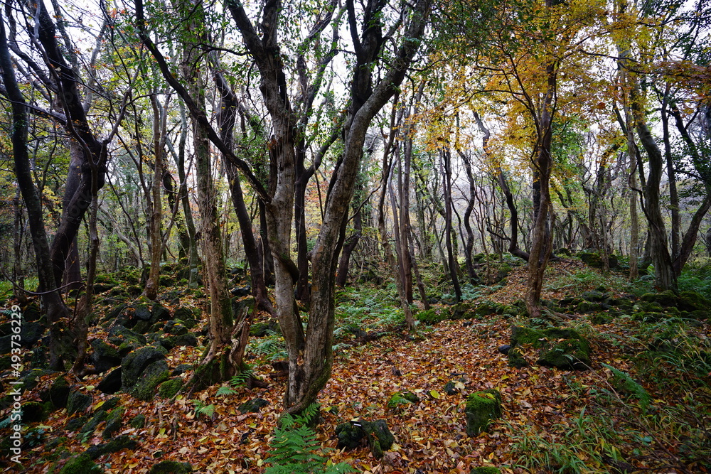 autumnal tints and mossy rocks in thick wild forest autumnal tints and mossy rocks in thick wild forest