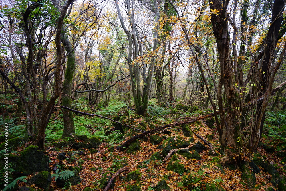 autumnal tints and mossy rocks in thick wild forest autumnal tints and mossy rocks in thick wild forest