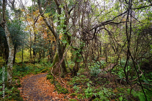 forest path covered with autumnal tints