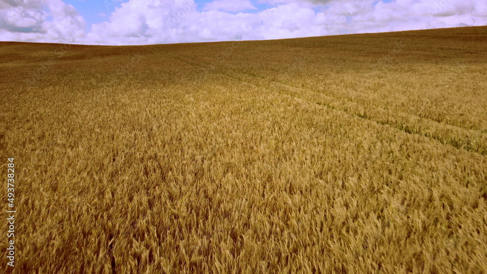 Fototapeta premium Aerial drone view flight over field of yellow ripe wheat. Horizon skyline. Blue sky and white clouds. Ripe harvest. Flying over ears of wheat grains. Agrarian. Landscape fields agro-industrial culture