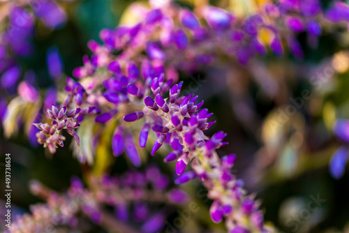 purple panicle tree is locally plant of japan  wisteria grown in   stanbul