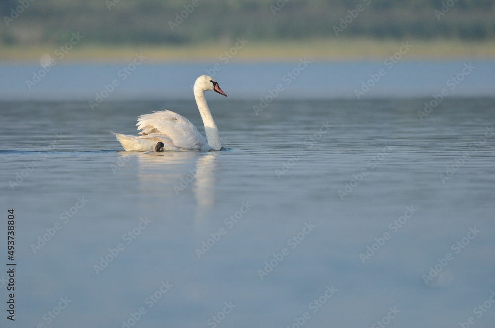 Mute swan swimming on the lake, river. A snow-white bird with a long neck, forming a loving couple and caring family.